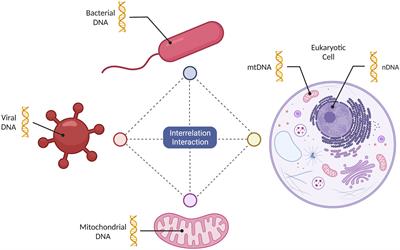 Independent and sensory human mitochondrial functions reflecting symbiotic evolution